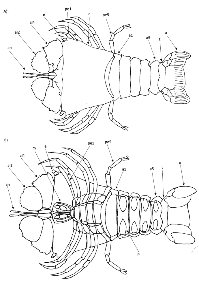 figure image